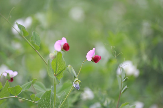 豌豆花