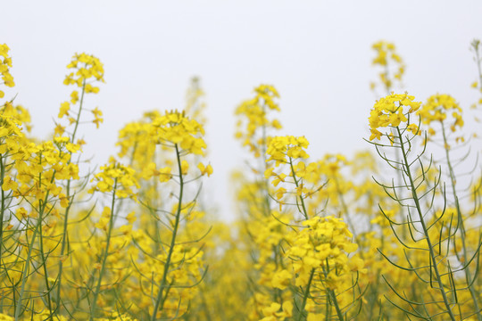 油菜花开