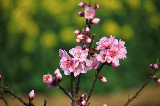 桃花