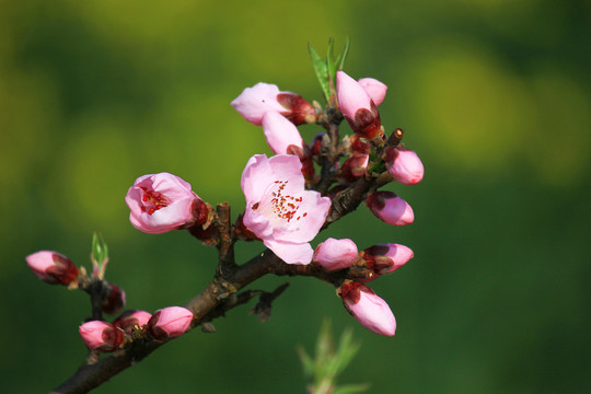 桃花