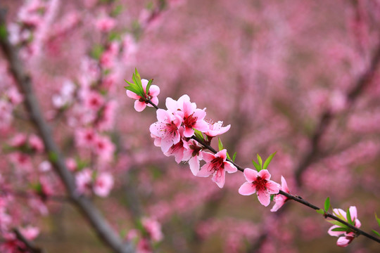 桃花