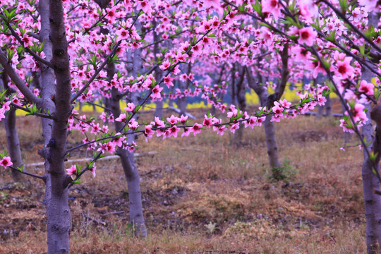 桃花