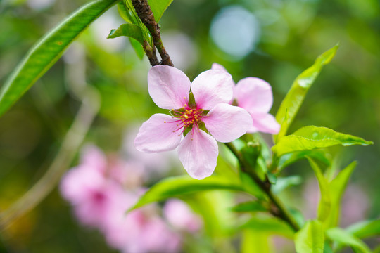 桃花