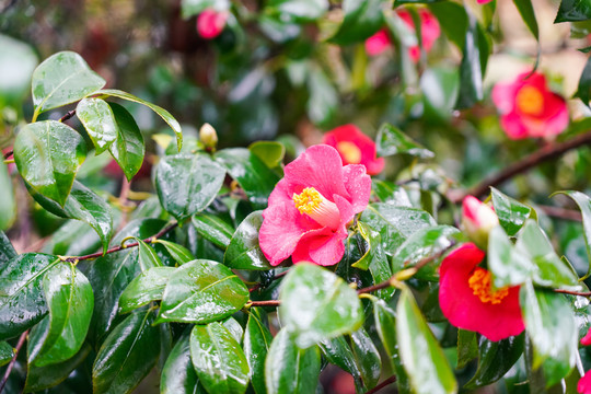 茶花树