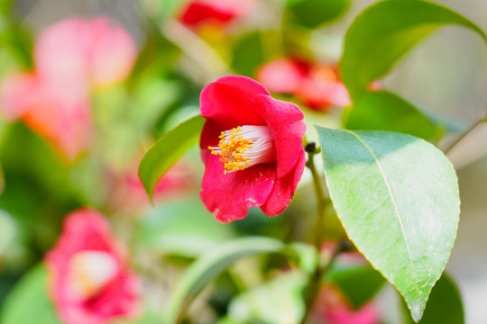 山茶花