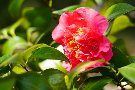 茶花特写