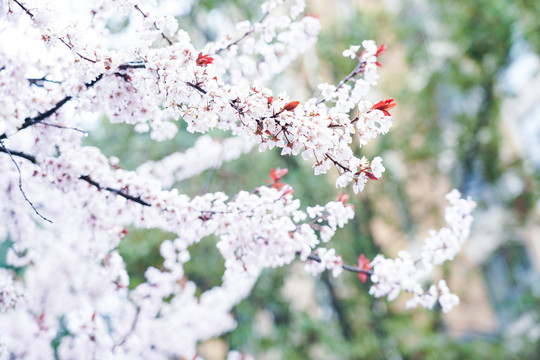 春花烂漫