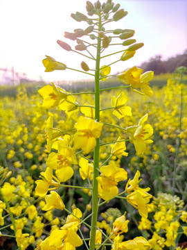 油菜花