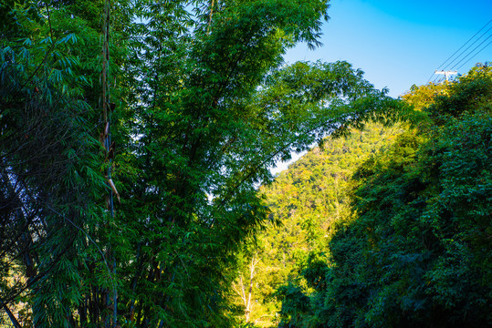 哀牢山竹林