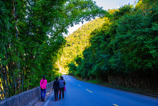 森林公路