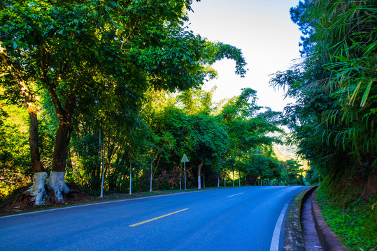 森林公路