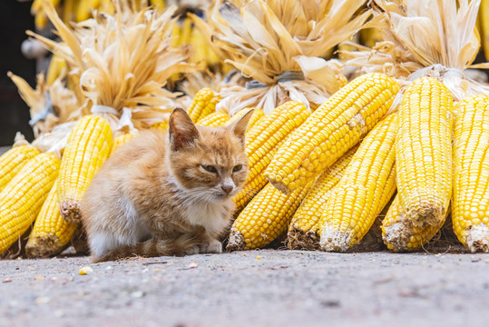 秋收玉米猫咪