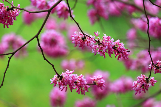 紫荆花