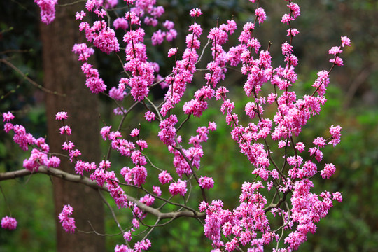 紫荆花