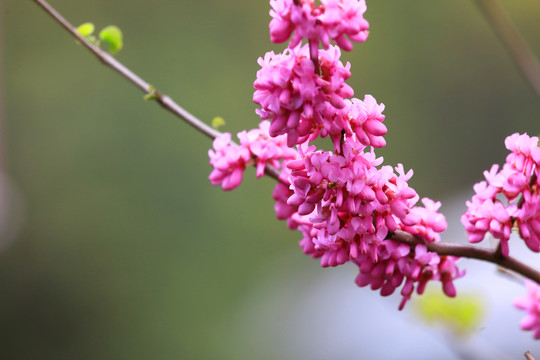 紫荆花