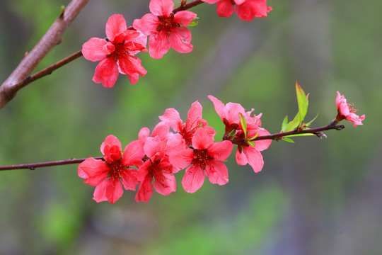 桃花枝