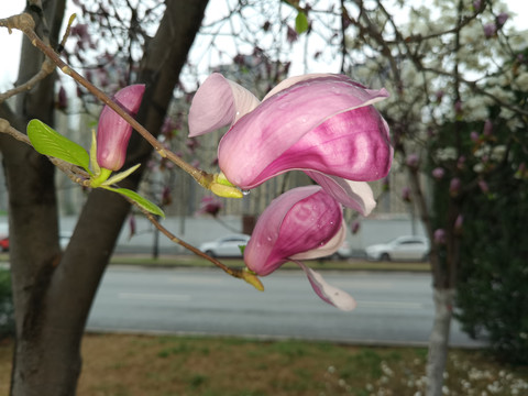 春天含苞待放的玉兰花