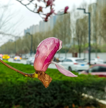 红玉兰花花朵特写