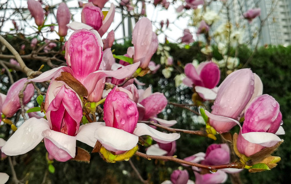 盛开的玉兰花