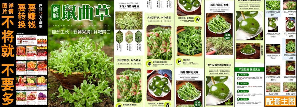 新鮮鼠曲草詳情