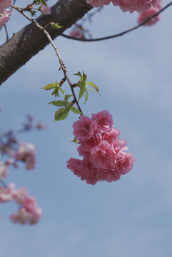 樱花枝头