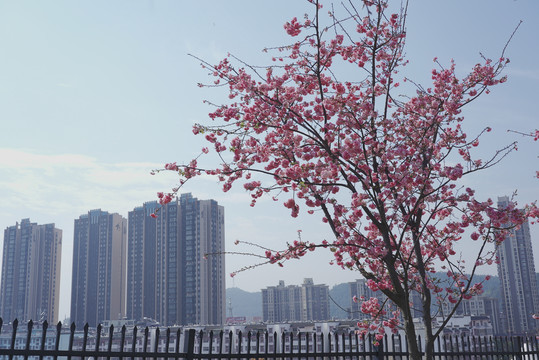 城市里的樱花树