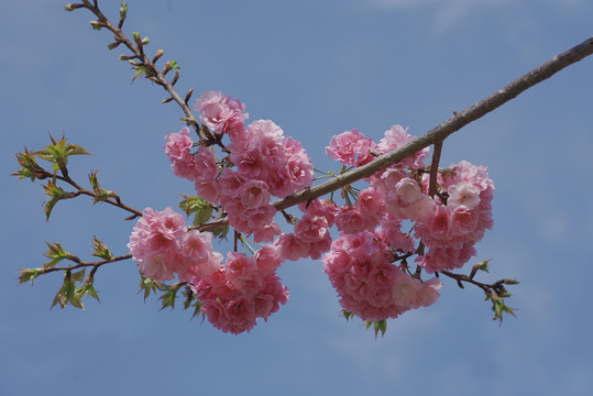 樱花枝头