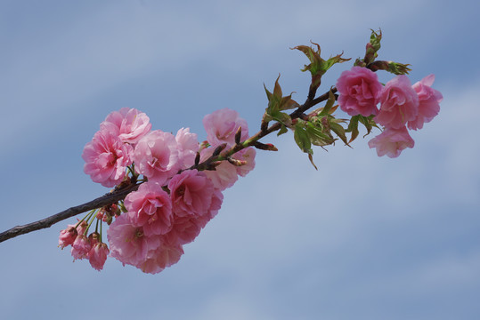 樱花枝头