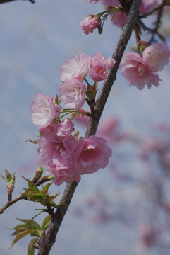 樱花枝头