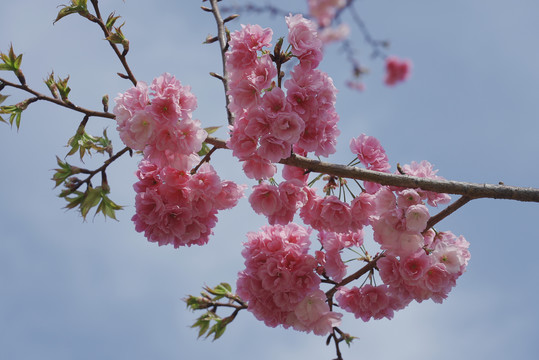 樱花枝头