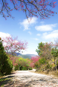 新丰樱花峪