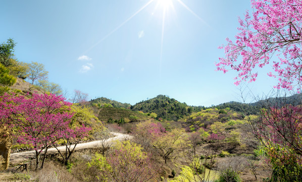 新丰樱花峪