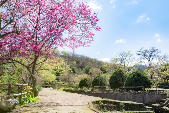 新丰樱花峪