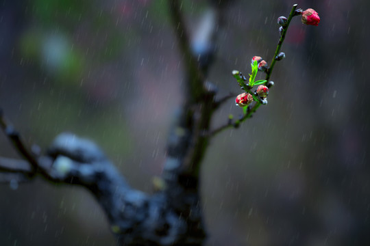 桃花雨