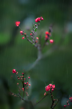 桃花雨