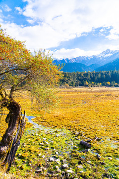 贡措湖高山林海草甸小树