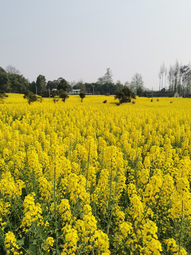 油菜花田