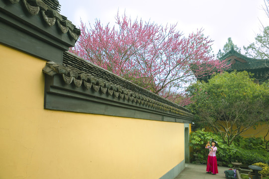 杭州慧因高丽寺红梅出墙