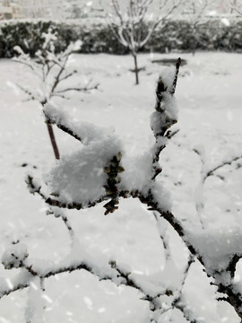 积雪树枝