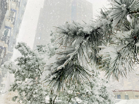 雪中松枝