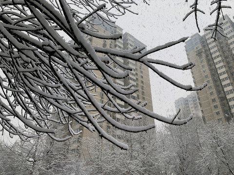 雪中枯枝