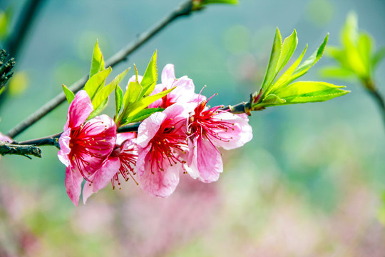 春暖花开