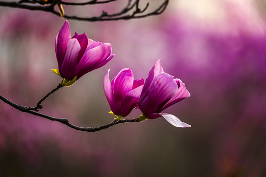 逆光紫色玉兰花