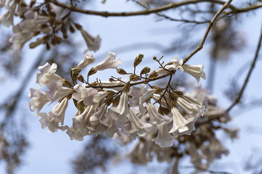 泡桐花