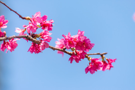 广州花城广场樱花树开花