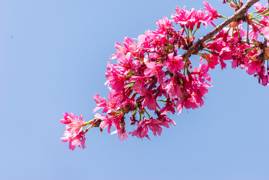 广州花城广场樱花盛开