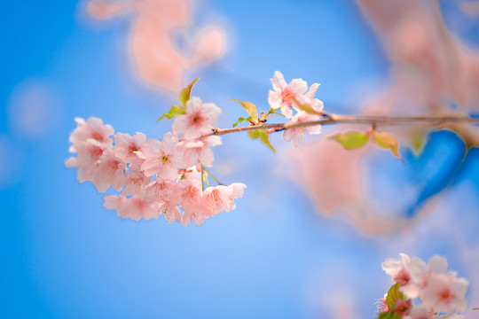 粉色樱花春天蓝天