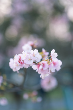 唯美樱花