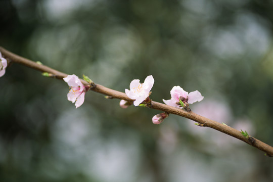 桃花树枝