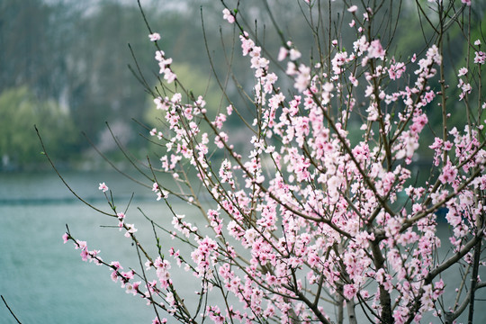 桃花树枝